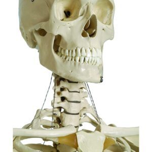 Human Skeleton with Stand on Wheels and Dust Cover
