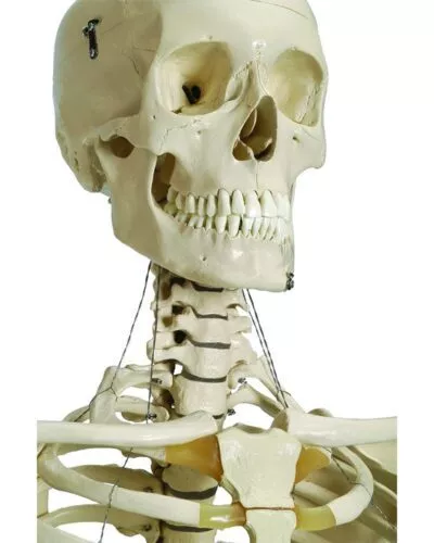 Human Skeleton with Stand on Wheels and Dust Cover