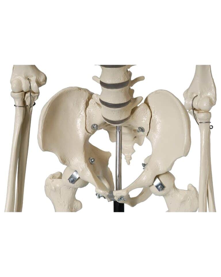 Skeleton Dusting Human Skeleton with Stand on Wheels and Dust Cover - Osta International