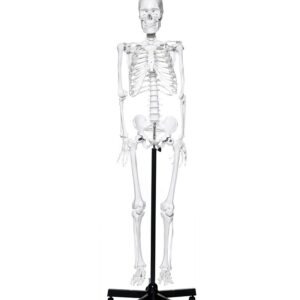 Human Skeleton Budget Model
