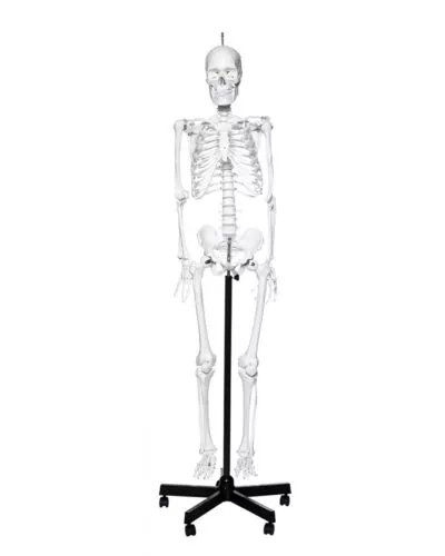 Human Skeleton Budget Model