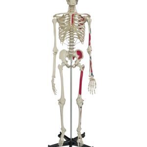 Human Skeleton with Muscle Painting