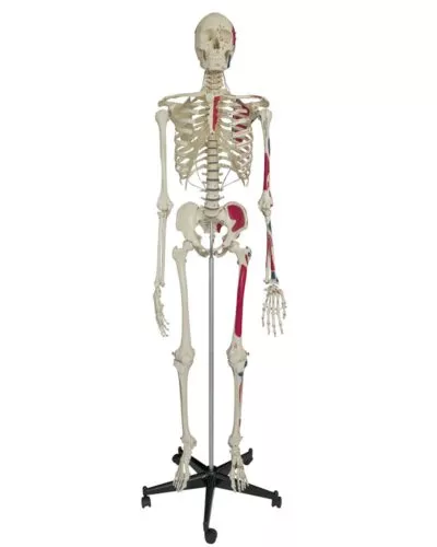 Human Skeleton with Muscle Painting