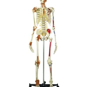 Human Skeleton: Deluxe Top Model