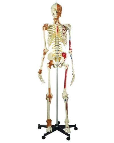 Human Skeleton: Deluxe Top Model