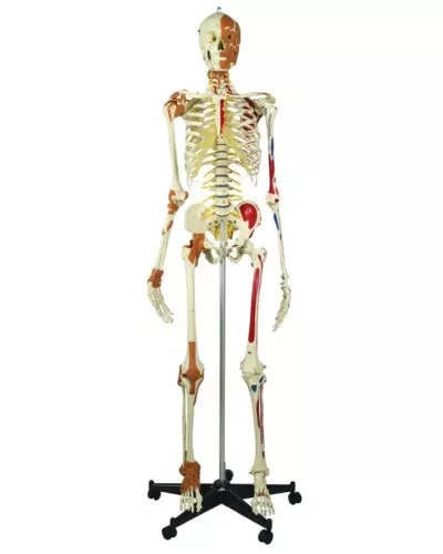 Human Skeleton: Deluxe Top Model