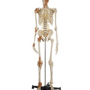 Human Skeleton 6 Ligaments, Flexible Spine, Head and Neck Muscles