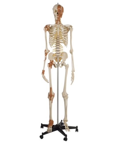 Human Skeleton 6 Ligaments, Flexible Spine, Head and Neck Muscles