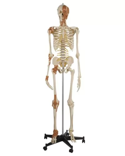Human Skeleton 6 Ligaments, Flexible Spine, Head and Neck Muscles