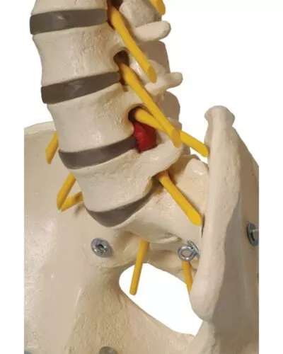 Human Skeleton with Flexible Spine