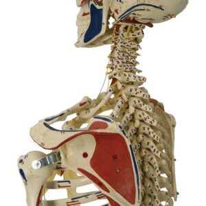 Human Skeleton: 6 Ligaments, Muscle Painting and Flexible Spine