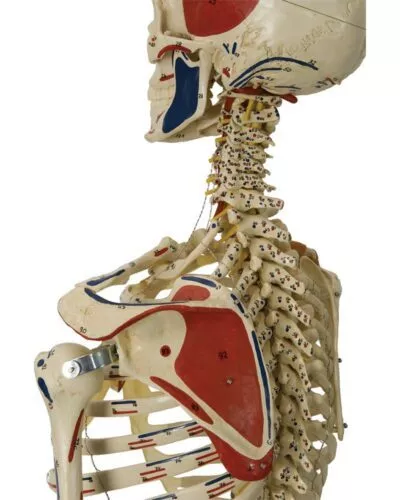 Human Skeleton: 6 Ligaments, Muscle Painting and Flexible Spine