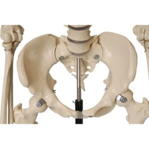 Human Skeleton Female