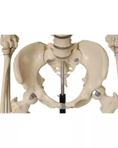 Human Skeleton Female