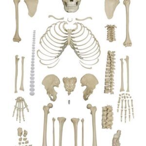 Disarticulated Skeleton