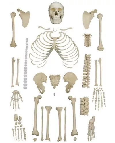 Disarticulated Skeleton