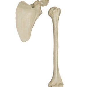 Disarticulated Half Skeleton