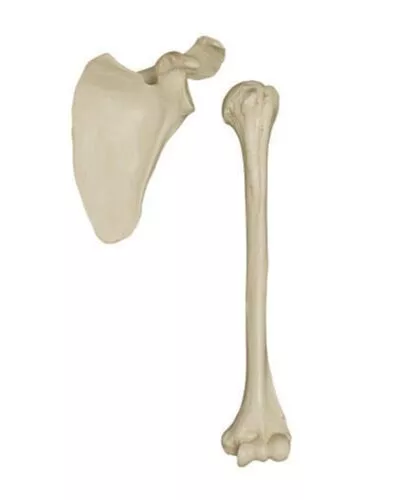 Disarticulated Half Skeleton