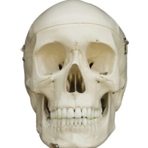 Disarticulated Skeleton with Carrying Case