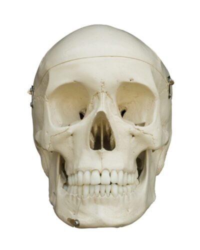 Disarticulated Skeleton with Carrying Case