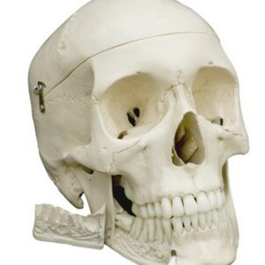 Human Skull Standard Model, Mandible with Removable Portion to View Roots of Molars