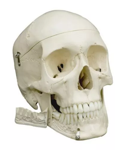 Human Skull Standard Model, Mandible with Removable Portion to View Roots of Molars