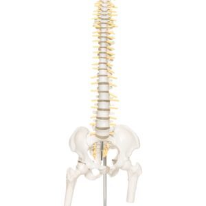Mini Spine with Stand