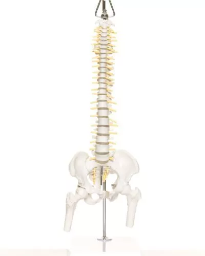 Mini Spine with Stand