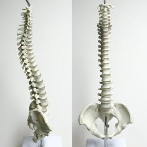 Mini Spine