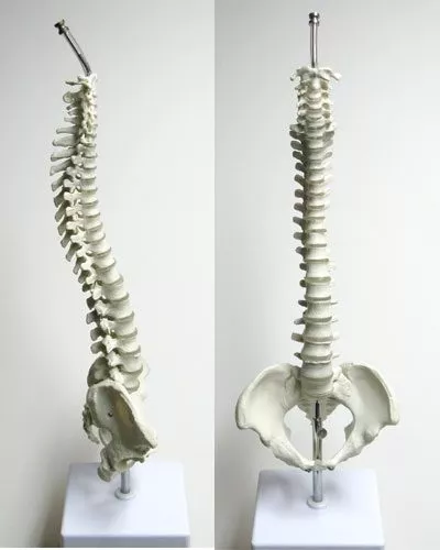 Mini Spine
