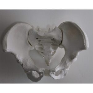 Mini Pelvic Flexible Strung