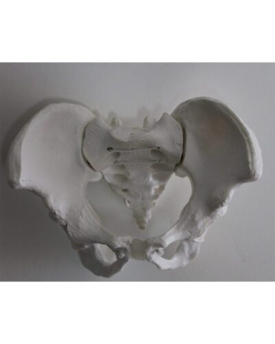 Mini Pelvic Flexible Strung