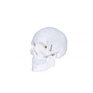 Human Skull Budget Model