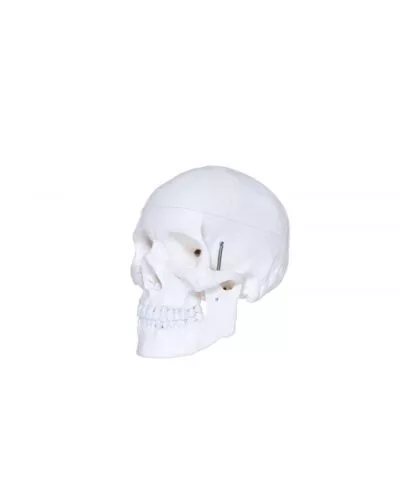Human Skull Budget Model