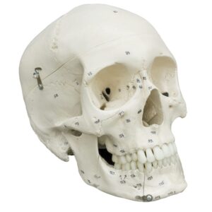 Human Skull with Numerations