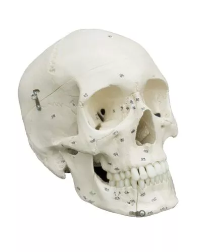Human Skull with Numerations