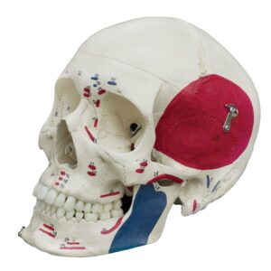 Human Skull with Muscle Painting