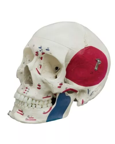 Human Skull with Muscle Painting