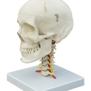 Human Skull with 7 Cervical