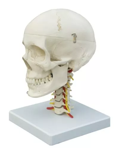 Human Skull with 7 Cervical
