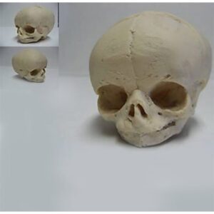Human Skull Fetal