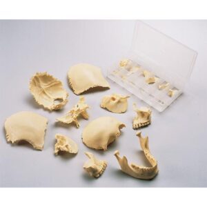 Disarticulated Skull