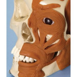 Human Skull with Muscles of Head