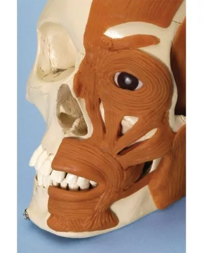 Human Skull with Muscles of Head