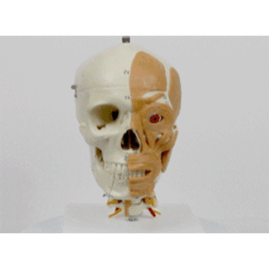 Human Skull on Cervical Spine with Muscles of Head and Neck