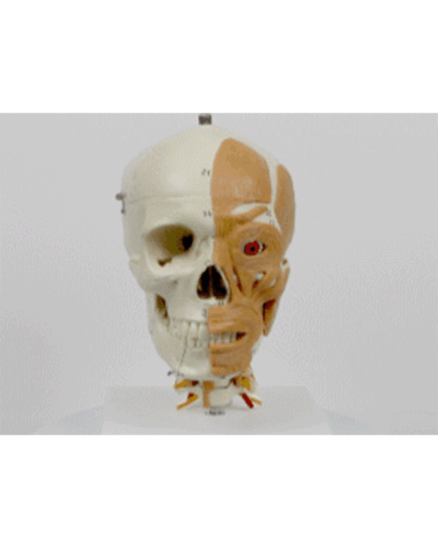 Human Skull on Cervical Spine with Muscles of Head and Neck