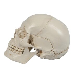 Disarticulated 22-Part Magnetic Human Skull