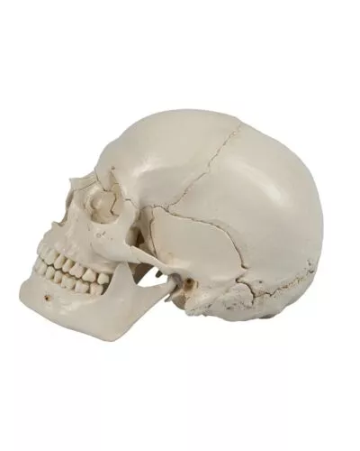 Disarticulated 22-Part Magnetic Human Skull