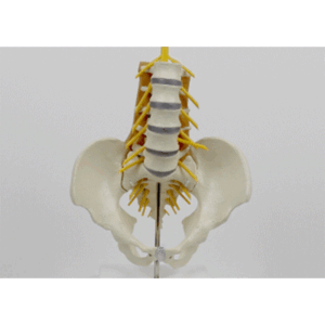 Pelvis with Lumbar and Muscles