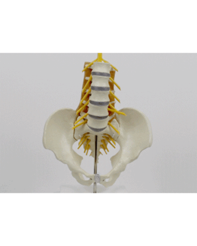 Pelvis with Lumbar and Muscles
